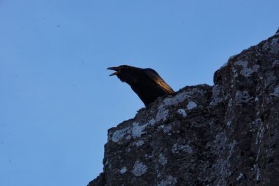 Low angle view of bird perching against clear sky