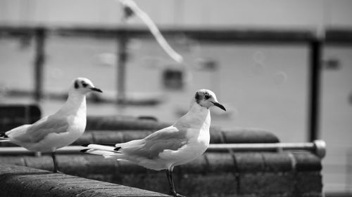 Close-up of seagull perching outdoors