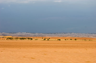 View of horses in a field