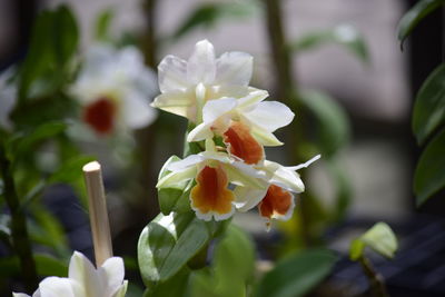 Close-up of white flowering plant