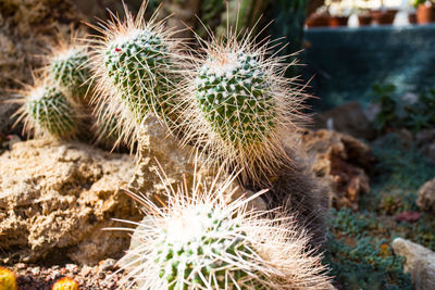 Close-up of cactus plant growing on field