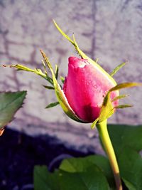 Close-up of pink flower
