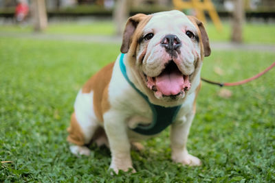 Portrait of dog on grass