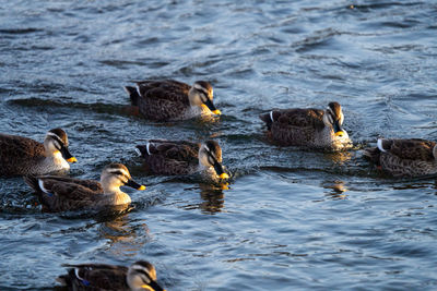 Ducks swimming in lake