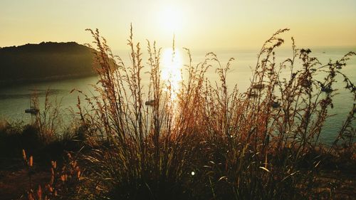 Plants growing on land against sky during sunset