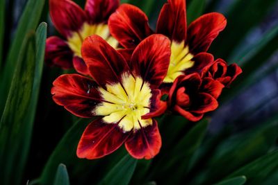 Close-up of red flowering plant