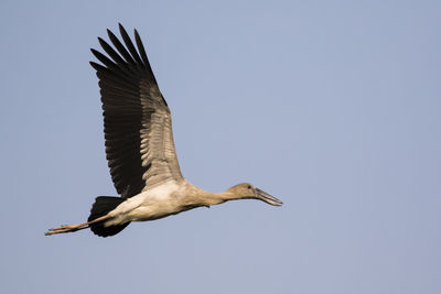 Image of asian openbill stork flying in the sky. wild animals. bird.