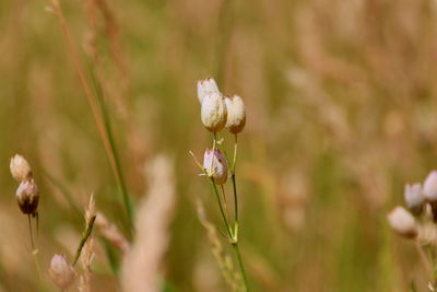 Close-up of white flowering plant on land