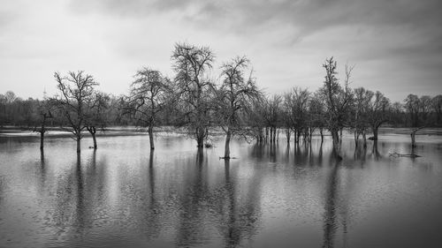 Scenic view of flooded field with trees