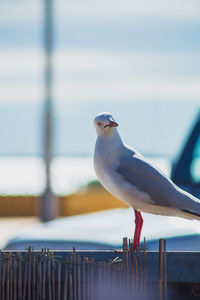 Close-up of seagull perching on wooden post