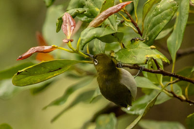 Close-up of bird on plant