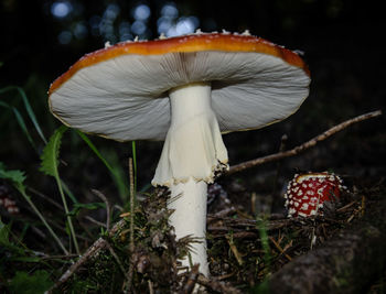 Close-up of mushroom growing on field