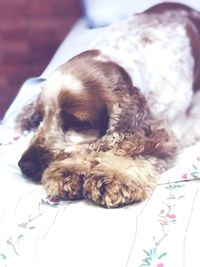 Close-up of a dog sleeping on bed