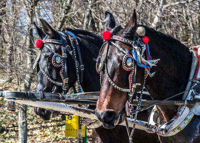 Horse cart