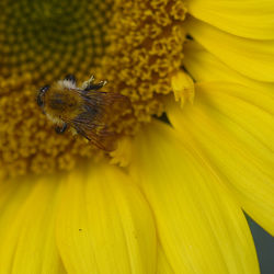 Close-up of insect on yellow flower