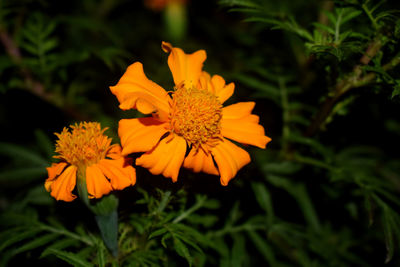 Close-up of yellow flowering plant