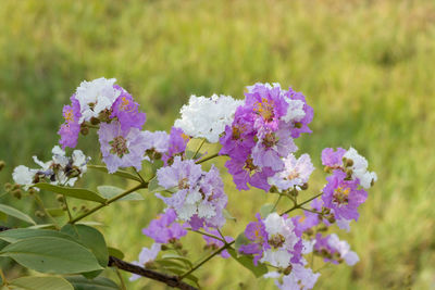 Close-up of purple flowering plants on field