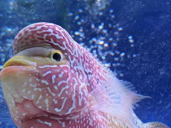 Close-up of fish swimming in sea