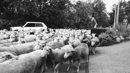 View of sheep on field