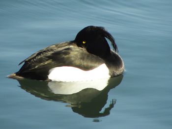 Close-up of duck swimming in lake