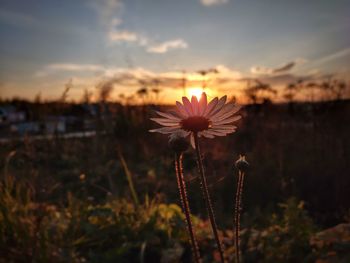 Close-up of flowering plant on field against sky during sunset