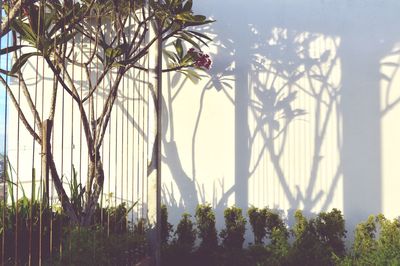 Close-up of flowering plants against clear sky