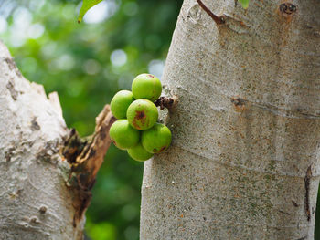 Close-up of fruit on tree trunk