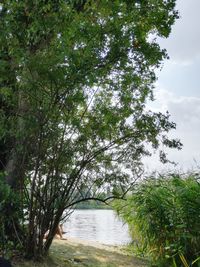 Trees by lake against sky