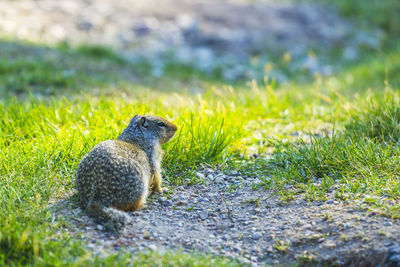 Squirrel on a field