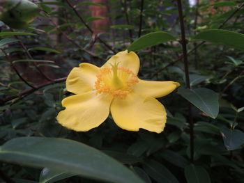 Close-up of yellow flower blooming outdoors