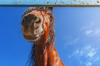 Cute horse, head, looking down at camera on background of blue sky.