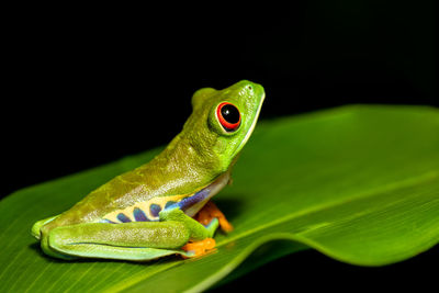 Close-up of frog on leaf