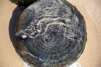 Close-up of old tree trunk