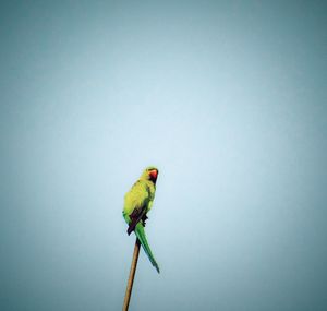 Close-up of bird perching on wall