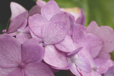 Close-up of fresh pink flowers blooming outdoors