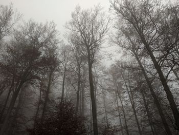 Low angle view of trees in forest