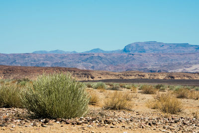 Scenic view of landscape against clear sky