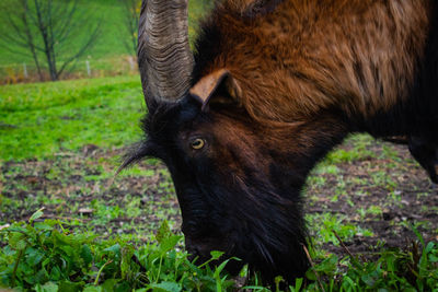 Close-up of a horse on field