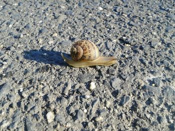 Close-up of snail on white surface