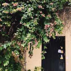 Ivy flowers blooming outdoors