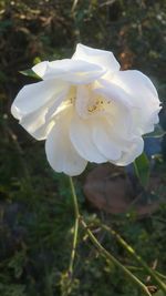Close-up of white flower