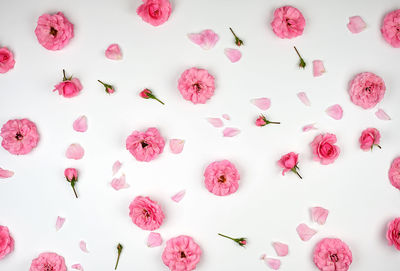 Full frame shot of pink flowers on white background