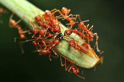 Close-up of insects on plant