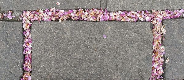 Close-up of pink flowers