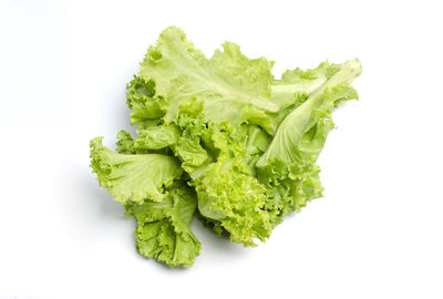 High angle view of green leaf on white background