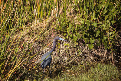 View of a bird on field