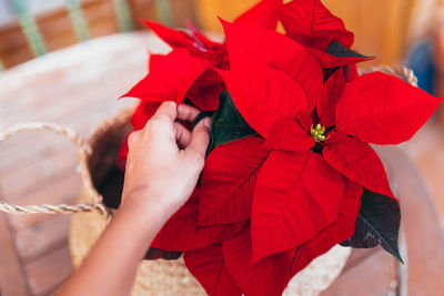 Close-up of hand holding red flower