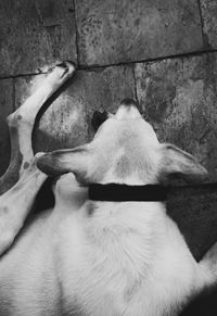 Close-up of dog relaxing on floor