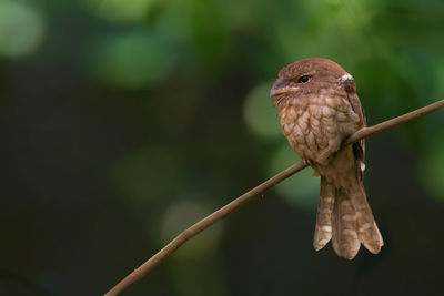 Close-up of bird perching on tree