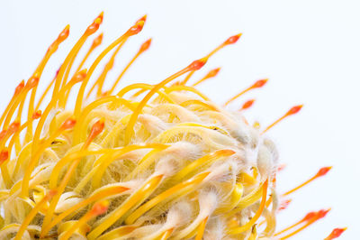 Close-up of yellow butterfly over white background